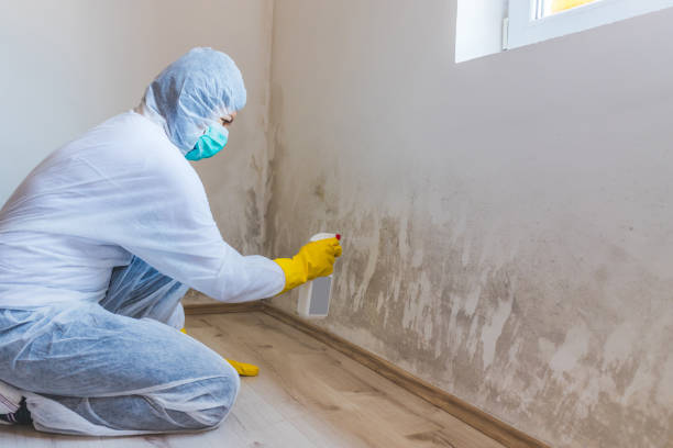Licensed Black Mold Removal service in Montgomery Village, MD - WQB Mold Removal