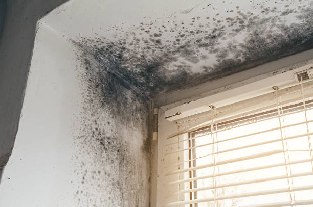 Affordable Black Mold Removal solutions in Montgomery Village, MD